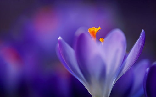 Flower Macro Blur Purple HD, natura, kwiat, makro, rozmycie, fiolet, Tapety HD HD wallpaper