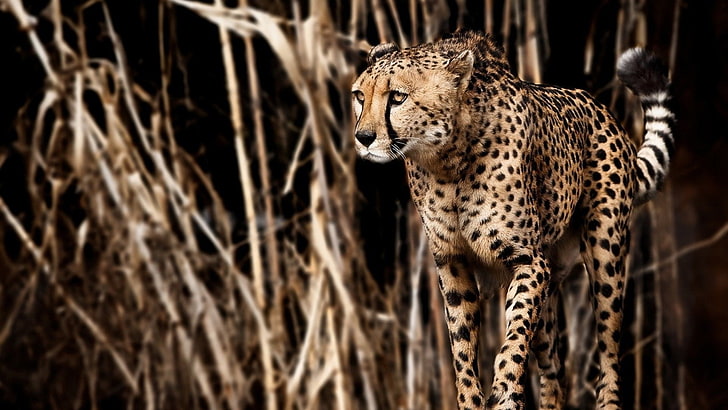 ghepardo, felino, grande gatto, animali, predatore, gatto, africa, fauna selvatica, animale, safari, selvaggio, carnivoro, mammifero, africano, pelliccia, Sfondo HD