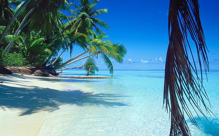 arbres tropicaux verts, nature, paysage, mer, plage, palmiers, sable, tropical, île, été, eau, vacances, Fond d'écran HD