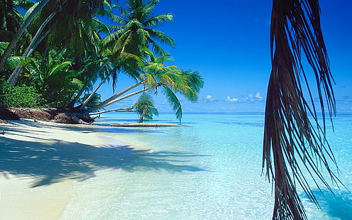 green tropical trees, nature, landscape, sea, beach, palm trees, sand, tropical, island, summer, water, vacation, HD wallpaper HD wallpaper
