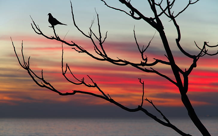 Bird Tree Silhouette Sunset HD, природа, залез, дърво, птица, силует, HD тапет