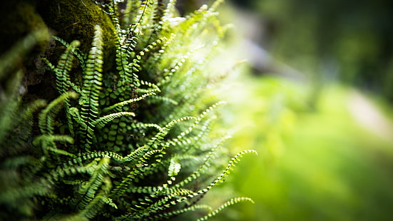 grünblättrige Pflanze, Natur, Gras, Lichter, Grün, Farne, Frühling, HD-Hintergrundbild HD wallpaper