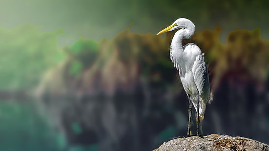 egret, white, herons, White heron, animals, blurred, birds, HD wallpaper HD wallpaper