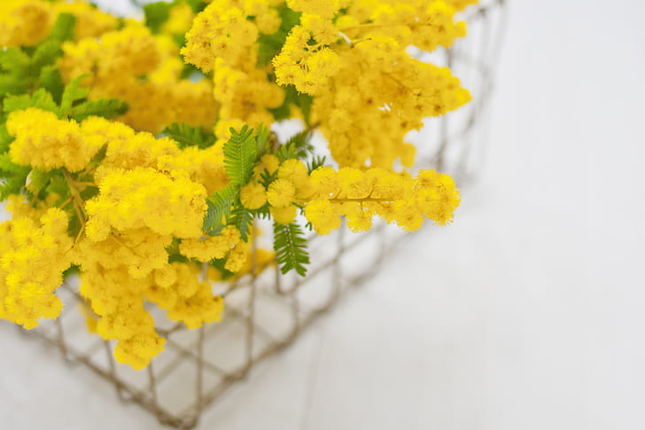 spring, flowering, Mimosa, HD wallpaper