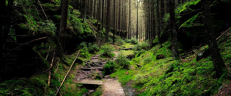 Ultrawide, Wald, Natur, HD-Hintergrundbild HD wallpaper