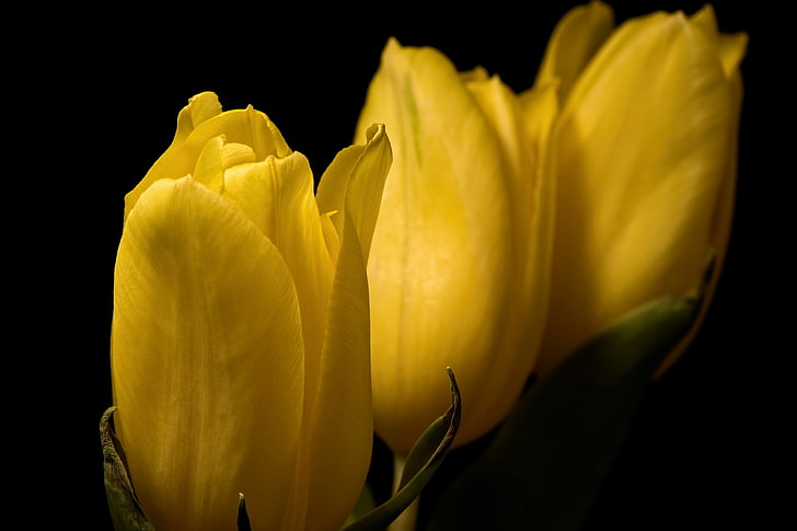 tulipanes, flores, flores amarillas, plantas, Fondo de pantalla HD