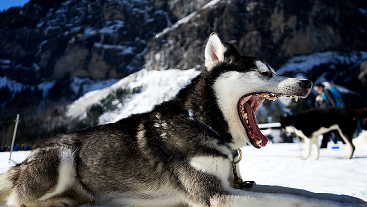 белый и черный волк, сибирский хаски, волк, животные, пейзаж, снег, природа, HD обои