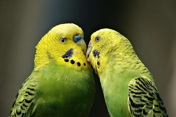 птица, вълнисто папагалче, двойка, фауна, зелено, целувка, любов, папагал, папагали, сладко, HD тапет