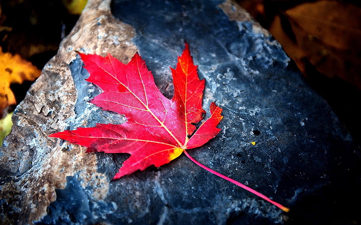red and yellow leaf, leaf, red, autumn, stone, dry, HD wallpaper