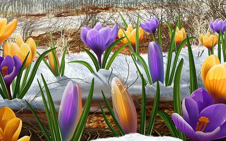 الزعفران والزهور والثلج، خلفية HD