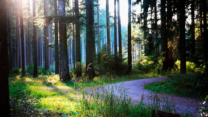 Sommer, Wald, Straße, Sonnenschein, Sommer, Wald, Straße, Sonnenschein, HD-Hintergrundbild