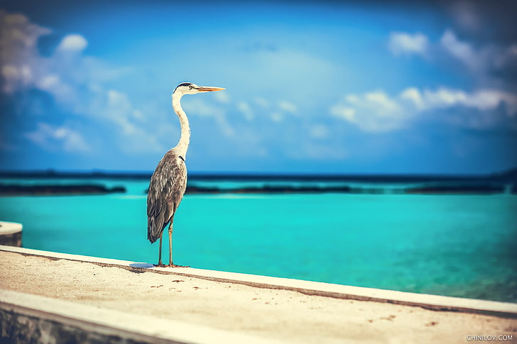 gray and white bird with long neck, birds, sea, blue, sky, animals, Ivan Chinilov, HD wallpaper