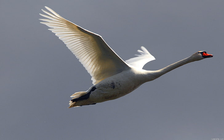 white goose, swan, flying, sky, bird, HD wallpaper