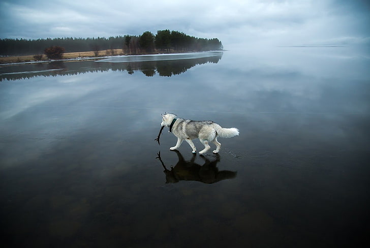 white wolf, animals, dog, Siberian Husky , lake, frozen lake, landscape, winter, snow, trees, HD wallpaper