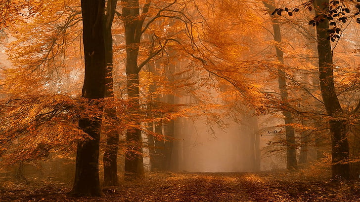 nature, landscape, fall, forest, path, mist, dirt road, amber, leaves, Netherlands, orange, HD wallpaper