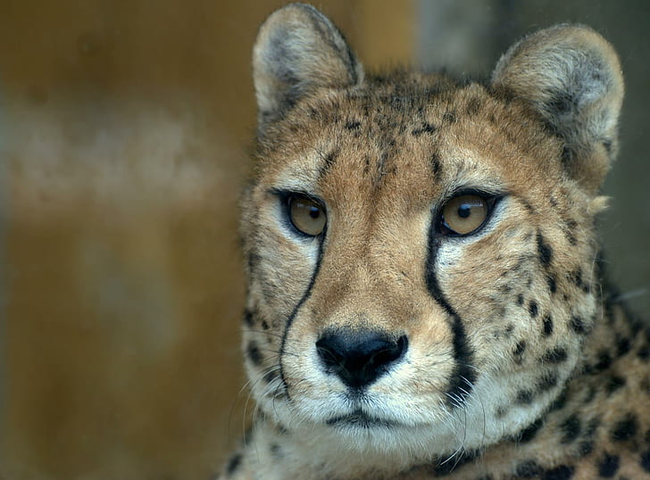 Cheetah, gepard, raubtiere, cats, cheetah, animals, HD wallpaper