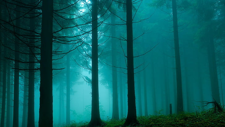 Foresta, alberi, nebbia, foresta, alberi, nebbia, Sfondo HD