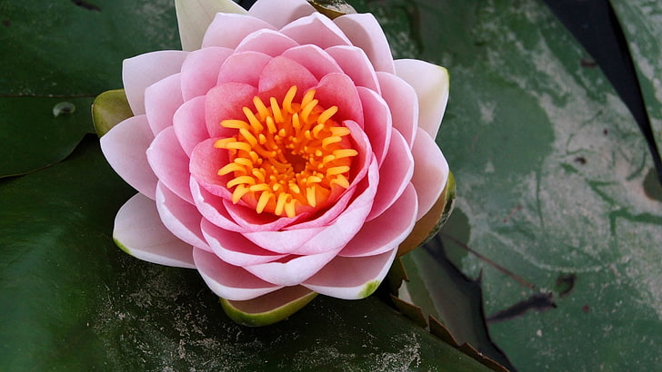 pink water lily flower during daytime in selective focus photography, flower, beautiful, swamp, HD wallpaper