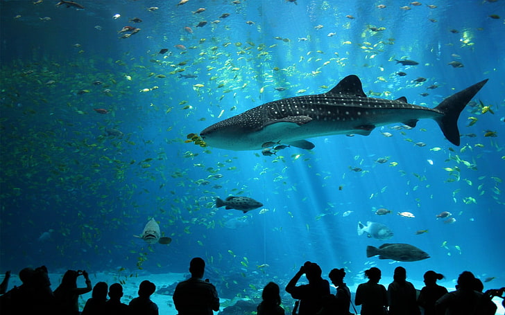 ikan hitam dan putih dengan tangki ikan, akuarium, ikan, biru, bawah air, cyan, hewan, air, Wallpaper HD