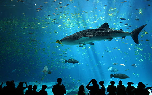 pesce bianco e nero con acquario, acquario, pesce, blu, subacqueo, ciano, animali, acqua, Sfondo HD HD wallpaper