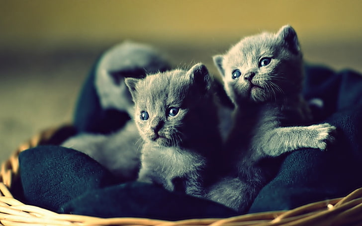 ลูกแมวสีน้ำเงินรัสเซียสองตัวลูกแมวสัตว์เลี้ยงลูกแมวสัตว์, วอลล์เปเปอร์ HD