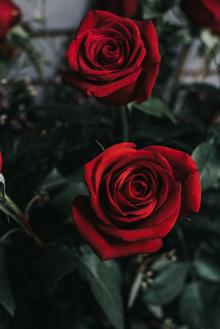 두 개의 빨간 장미, 장미, 꽃, 꽃 봉 오리, 빨강, HD 배경 화면, 핸드폰 배경화면