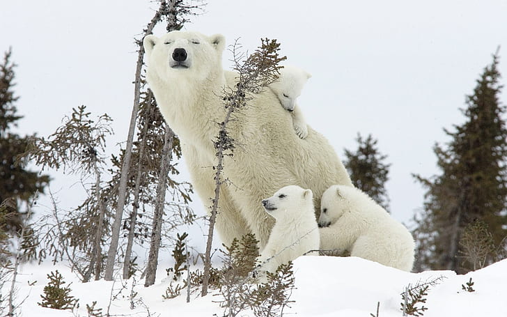 Happy Polar Bear Family, polar bear, bear, HD wallpaper