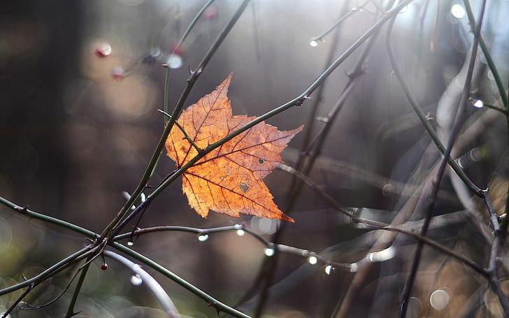 Leaf Autumn Water Drops HD, natur, vatten, höst, blad, droppar, HD tapet