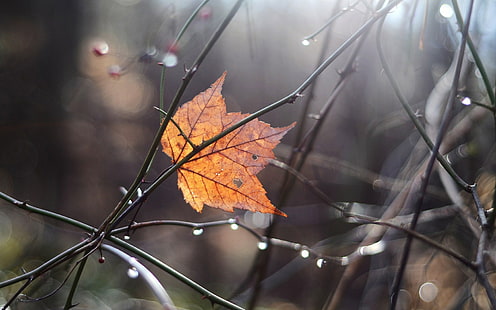 Leaf Autumn Water Drops HD, природа, вода, есен, листа, капки, HD тапет HD wallpaper