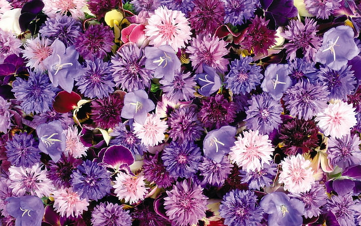 紫のカーネーションの花hd壁紙無料ダウンロード Wallpaperbetter
