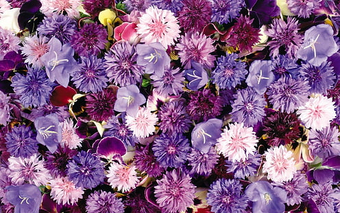 Bunga, Bunga, Anyelir, Bunga Merah Muda, Bunga Ungu, Wallpaper HD HD wallpaper