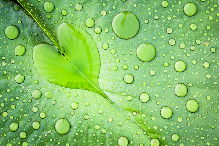 Heart Of Water Green Leaf With Drops Water Desktop Backgrounds Free Download For Windows 3840×2400, HD wallpaper