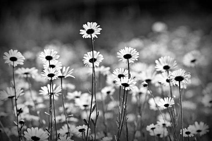 Flowers, Daisy, Black and White, Oxeye Daisy, HD wallpaper