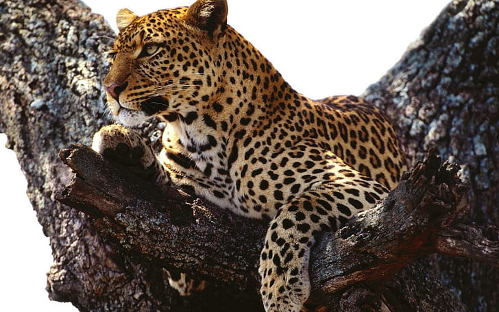 Leopar ağacında, kahverengi, bej, siyah leopar, hayvanlar, 1920x1200, ağaç, leopar, HD masaüstü duvar kağıdı