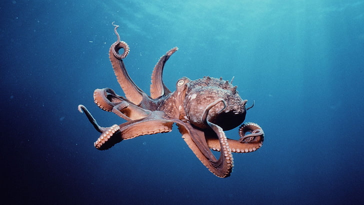 снимка на октопод, животни, октопод, под вода, HD тапет
