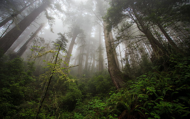 風景、自然、霧、森、低木、朝、木、日光、 HDデスクトップの壁紙