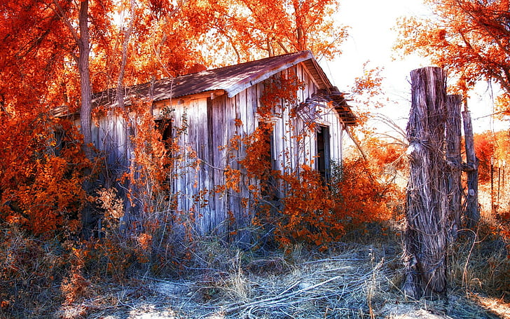 Shed Abandon Deserted Overgrowth Autumn Urban Decay HD, brown wooden cabin, nature, autumn, abandon, deserted, urban, decay, overgrowth, shed, HD wallpaper
