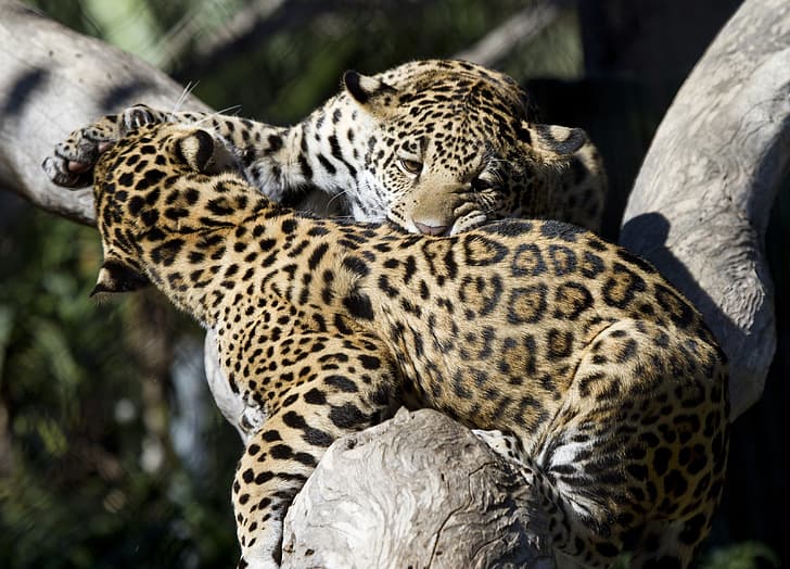 the game, predators, fight, spot, color, wild cats, a couple, young, zoo, cubs, jaguars, HD wallpaper