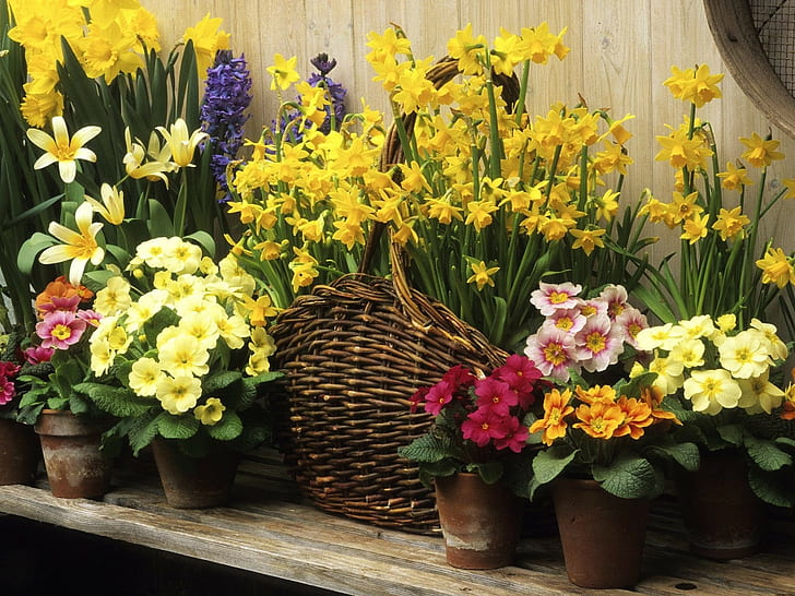 Daffodils, Hyacinths, Flowers, Basket, Planters, Shelf, HD wallpaper