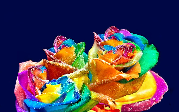 two multicolored rose flowers wallpaper, Flowers, Rose, Colorful, Nature, Water Drop, HD wallpaper