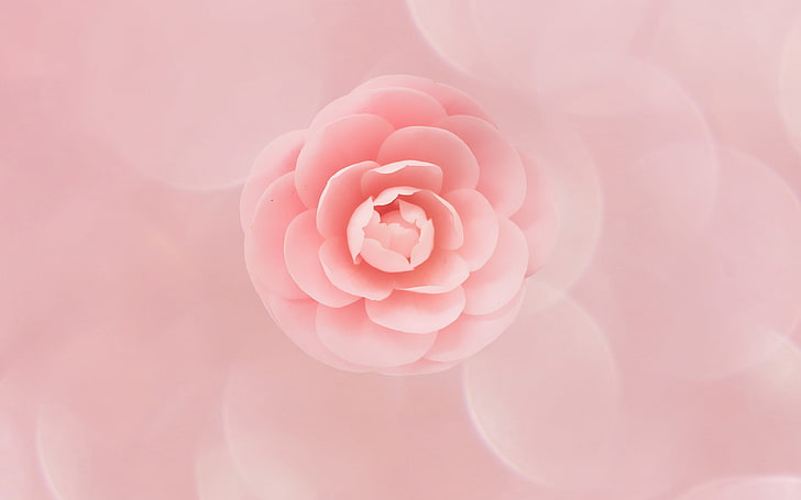 Flores de durazno HD fondos de pantalla descarga gratuita | Wallpaperbetter