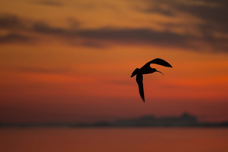 sunset, background, silhouette, Eurasian Curlew, HD wallpaper