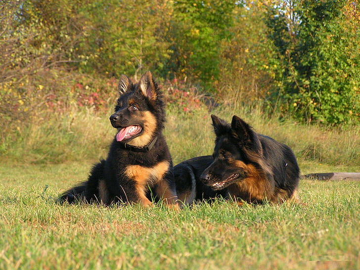 Pastore tedesco con cucciolo, natura, erba, cane da guardia, alberi, Sfondo HD