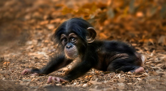 Monkeys, Chimpanzee, Animal, Baby Animal, Cute, Monkey, HD wallpaper HD wallpaper
