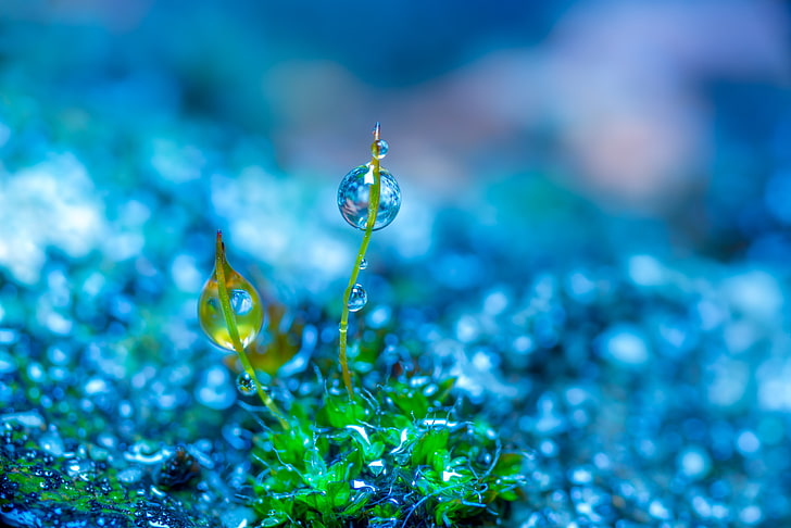 macro shot of droplets on plants, selective focus photography of green leaf grass with water drop, photo manipulation, nature, macro, colorful, green, blue, depth of field, water drops, plants, cyan, HD wallpaper
