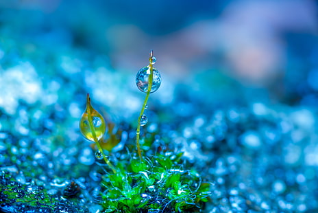macro shot of droplets on plants, selective focus photography of green leaf grass with water drop, photo manipulation, nature, macro, colorful, green, blue, depth of field, water drops, plants, cyan, HD wallpaper HD wallpaper
