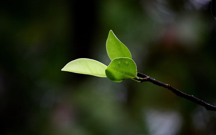grünblättrige Pflanze, Blätter, Gras, Zweig, Frühling, HD-Hintergrundbild