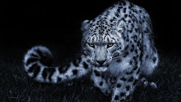snow leopard, night, dark, darkness, hunt, stealth, HD wallpaper