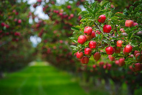 الصيف ، الأوراق ، الفروع ، الخلفية ، الشجرة ، العشب ، التفاح ، الطعام ، الجمال ، الحديقة ، الحصاد ، المسار ، الأحمر ، الفاكهة ، الخلفية الخضراء ، العصير ، الناضج ، السائل، خلفية HD HD wallpaper
