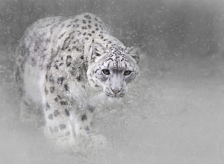 Snow leopard, HD wallpaper